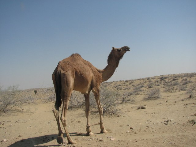 camel tanot